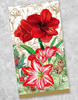 Amaryllis Ambrosia Guest Towel Napkins (40 Count)