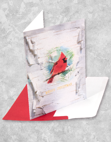 Birch Cardinal (16 Count Boxed Christmas Cards)